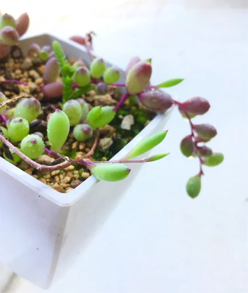多肉植物 ネックレス系を完璧に育てる！ベランダで成功する秘訣と増やし方